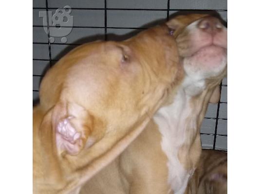 PoulaTo: Abkc Ch Γραμμή ποιότητας American Bully Puppies